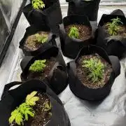 Misc Crosses Tester Grows