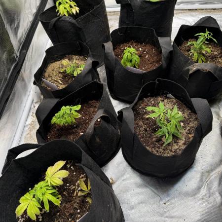 Misc Crosses Tester Grows