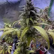 IZI Seeds Brain Swirl Fem Photo