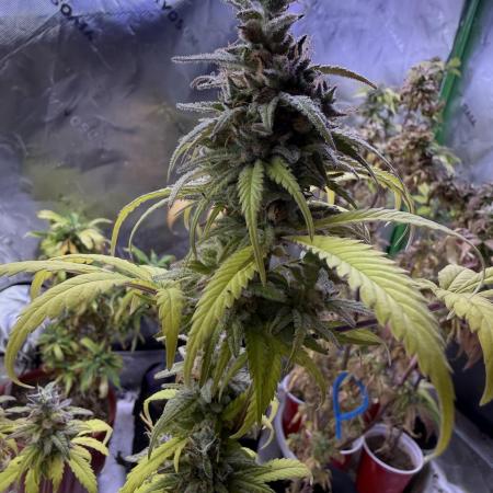 IZI Seeds Brain Swirl Fem Photo