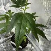 Mai Thai x Zkittles Cake Clone Grow