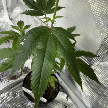 Mai Thai x Zkittles Cake Clone Grow