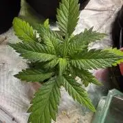 Eternity Grow Cup 2026 - Sticky Broccoli