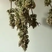 RQS Special Queen #1 Grow