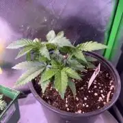 Purple Rim Photo Grow #1