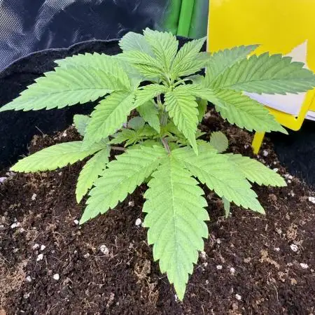 White Widow RQS