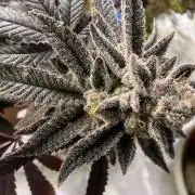 Slurricane Photo Grow