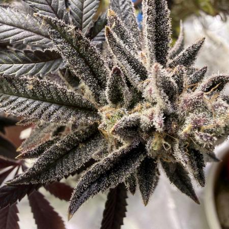 Slurricane Photo Grow