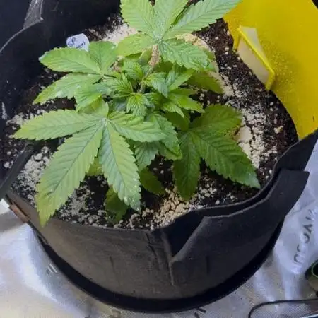 RQS Special Queen #1 Grow