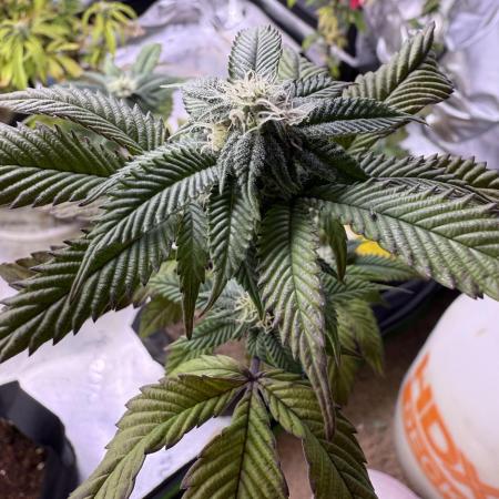 Mai Thai x Zkittles Cake Clone Grow
