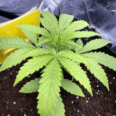 Chocolate Durban Fem Photo