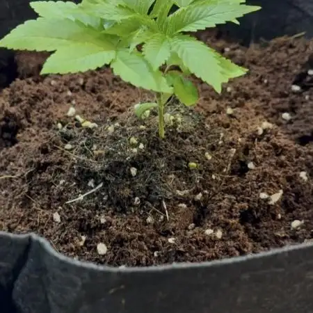 Slurricane Photo Grow