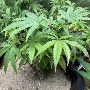 Slurricane Photo Grow