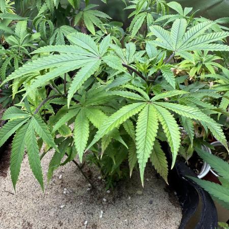 Slurricane Photo Grow