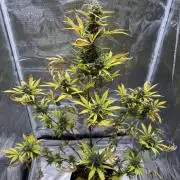 Amnesia Zkittles Auto Grow Log
