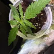 Eternity Grow Cup 2026 - Sticky Broccoli