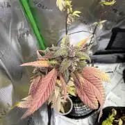 Misc. Breeding Projects