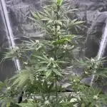 Amnesia Zkittles Auto Grow Log