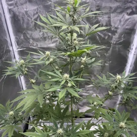Amnesia Zkittles Auto Grow Log