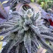 Slurricane no 7 Grow #2