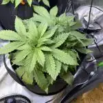 RQS Special Queen #1 Grow