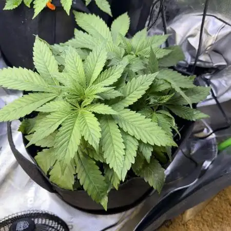 RQS Special Queen #1 Grow