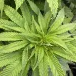 White Widow (OR Special Queen) grow 2