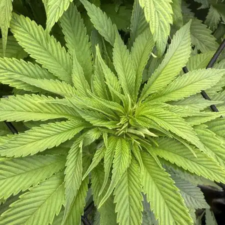 White Widow (OR Special Queen) grow 2