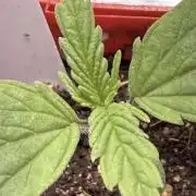 IZI Seeds Brain Swirl Fem Photo