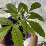 Chocolate Durban Fem Photo