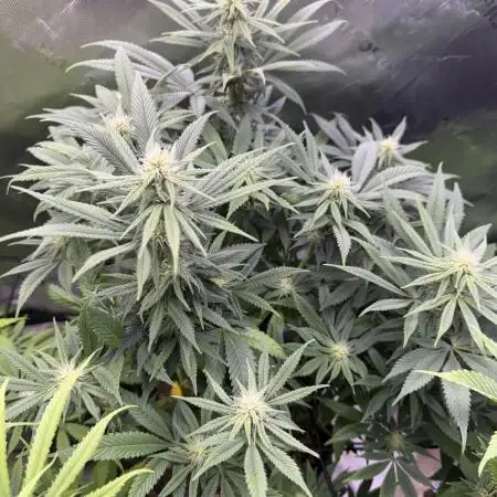 RQS Special Queen #1 Grow