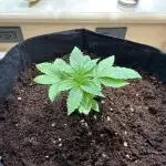 White Widow (OR Special Queen) grow 2