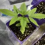White Widow RQS First Time Grow