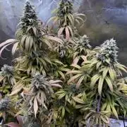 RQS Special Queen #1 Grow