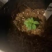 Karen Kush Photo Grow 1