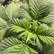 IZI Seeds Permanent Bluez Grow