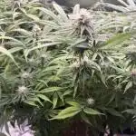 Chocolate Durban Fem Photo