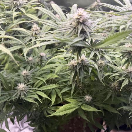 Chocolate Durban Fem Photo