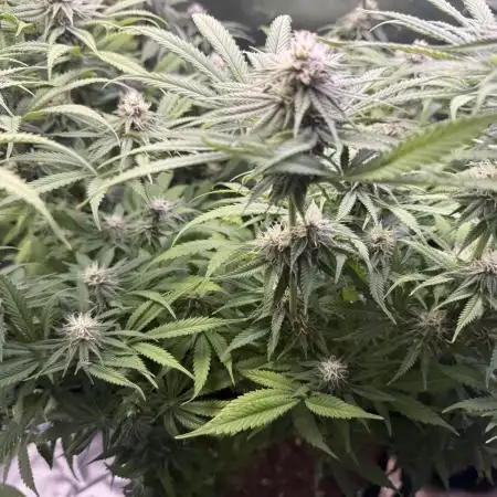 Chocolate Durban Fem Photo