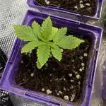 White Widow RQS First Time Grow