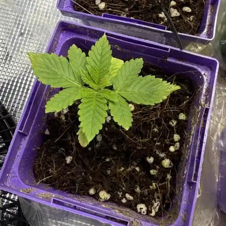 White Widow RQS First Time Grow
