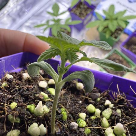 Slurricane Photo Grow