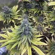 White Widow grow 2