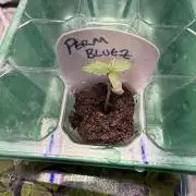 IZI Seeds Permanent Bluez Grow