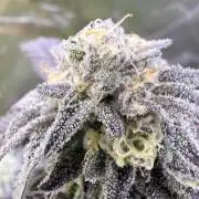 Mai Thai x Zkittles Cake Clone Grow