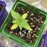RQS Special Queen #1 Grow