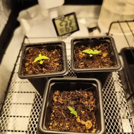 Mimosa Dream - Kannabia (1st Diary) - BR