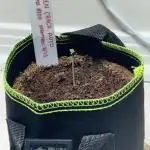 First Grow Ever