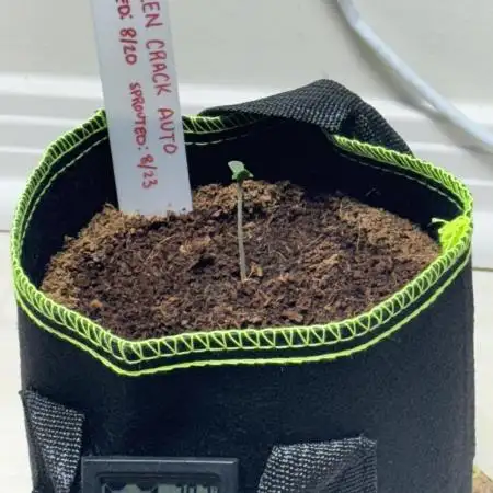 First Grow Ever
