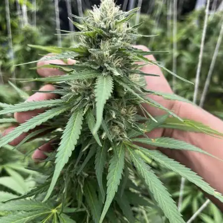 Acapulco gold
